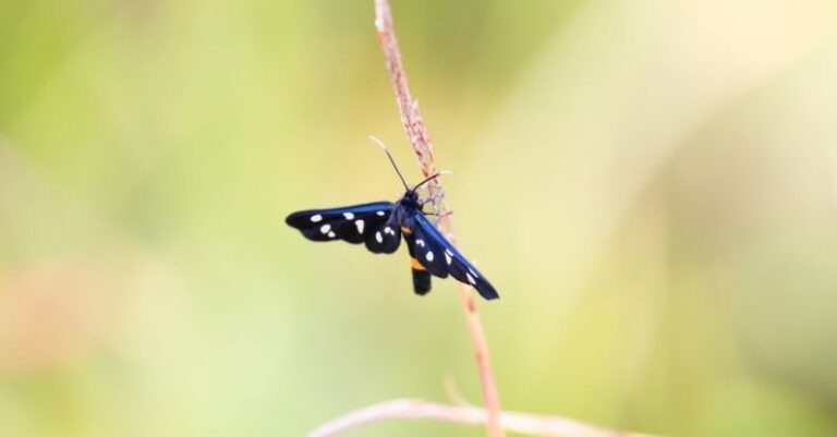 Biodiversity - Amata phegea