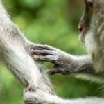 Social Interaction - Close-Up of Macaques Gentle Tail Grooming