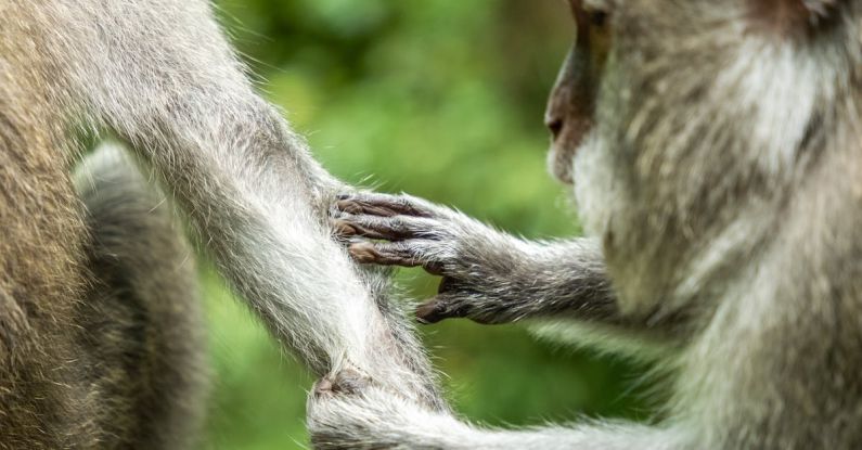 Social Interaction - Close-Up of Macaques Gentle Tail Grooming