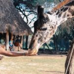 Park Experiences - Person Feeding Giraffe