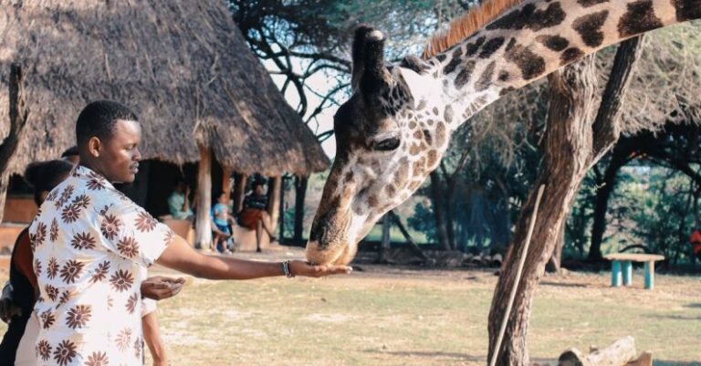 Park Experiences - Person Feeding Giraffe